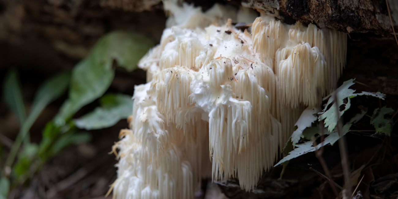 life from death mushrooms, lion's mane mushroom on a log, how do mushrooms grow, mushroom, lions mane mushroom, Lion's Mane