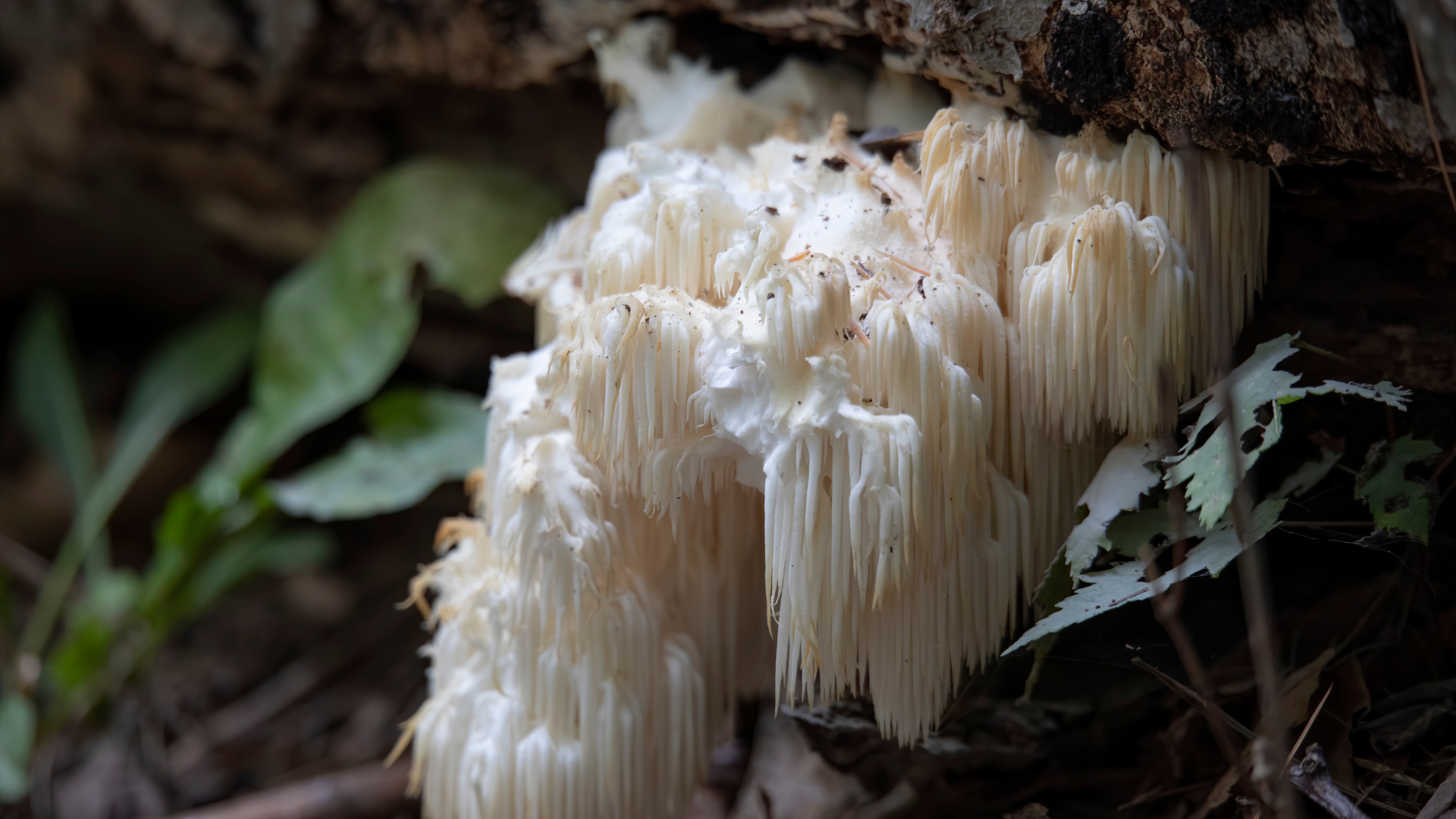 life from death mushrooms, lion's mane mushroom on a log, how do mushrooms grow, mushroom, lions mane mushroom, Lion's Mane