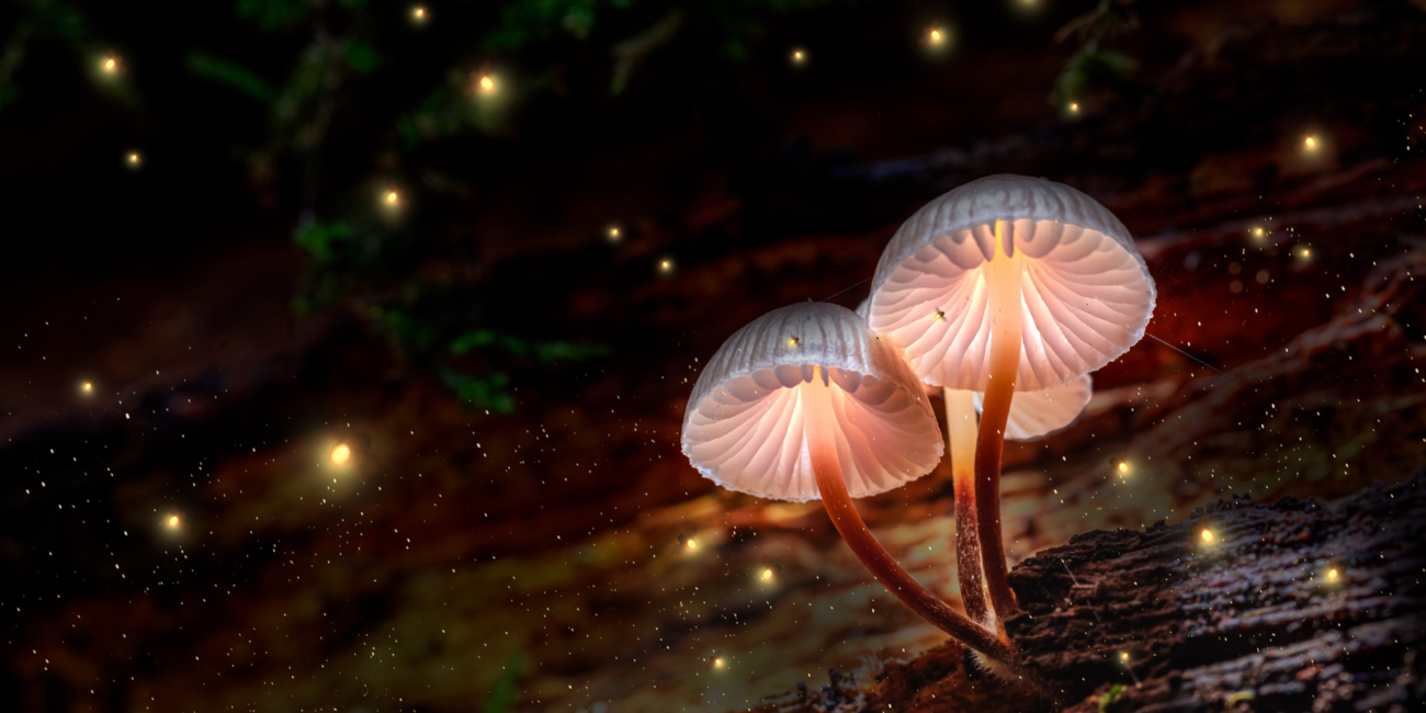 mushrooms in pop culture, magical mushrooms, fantasy mushrooms, mushrooms in movies, mushrooms in books, mushrooms in videogames