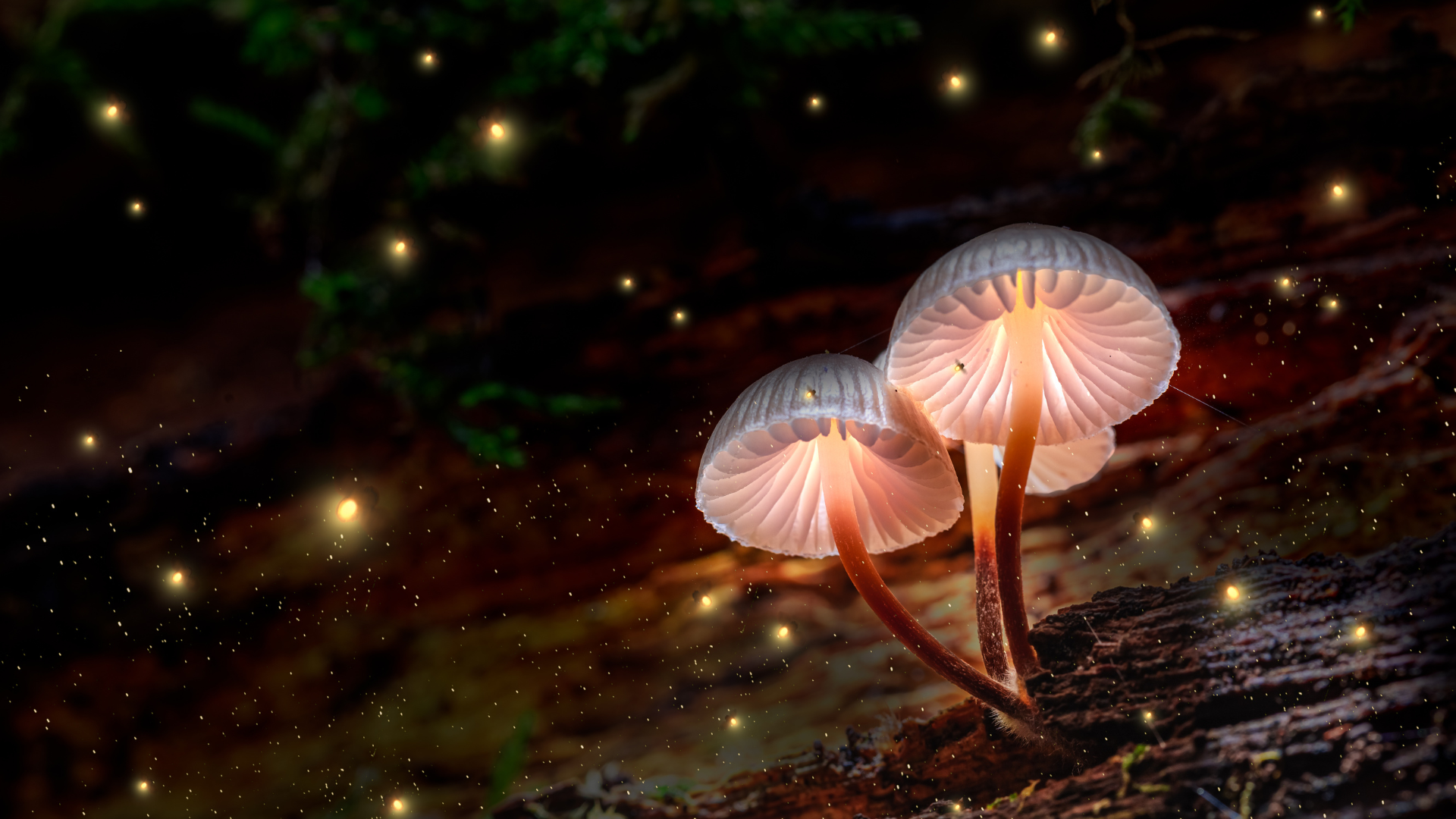 mushrooms in pop culture, magical mushrooms, fantasy mushrooms, mushrooms in movies, mushrooms in books, mushrooms in videogames