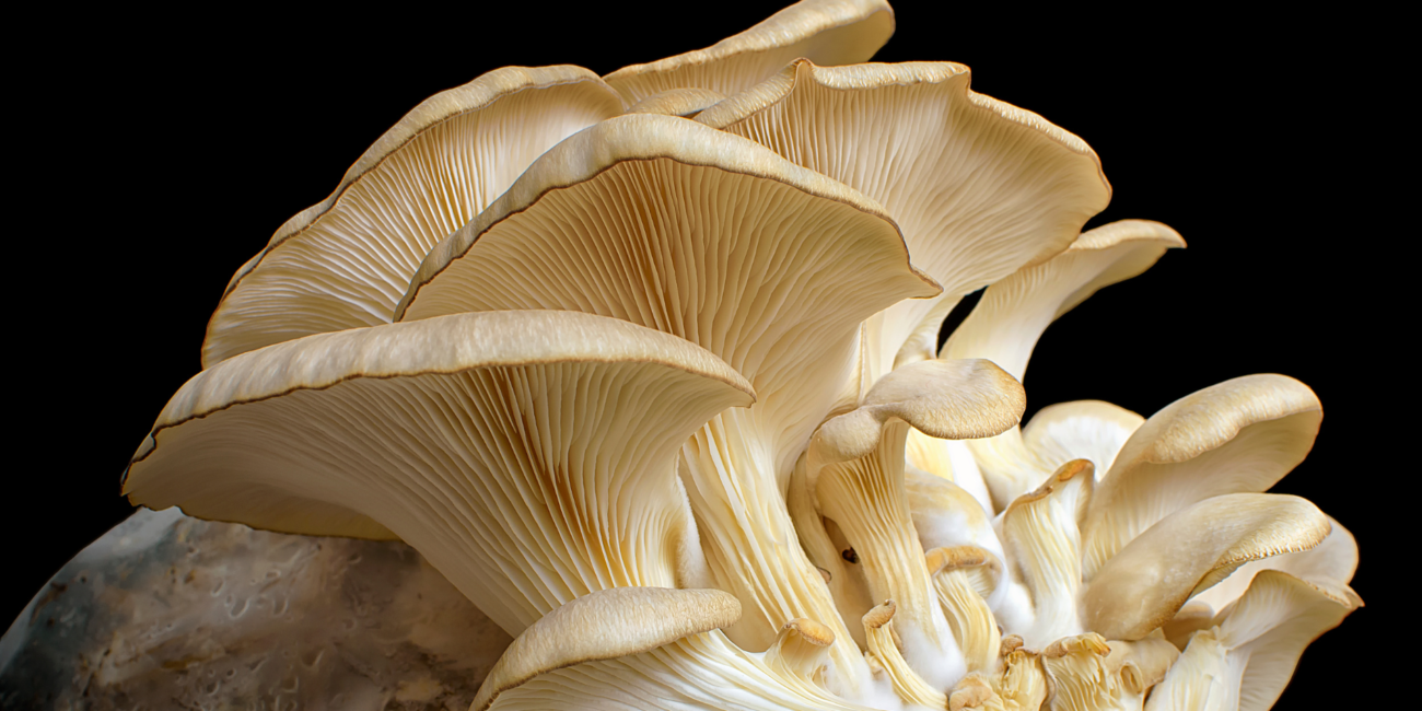 Oyster mushroom, blue oyster mushroom, pink oyster mushroom, mushroom, mushroom harvest, how to harvest a mushroom, how to harvest oyster mushroom, how to harvest an oyster mushroom, harvest oyster mushroom, harvest mushroom, grow mushroom, grow oyster mushroom