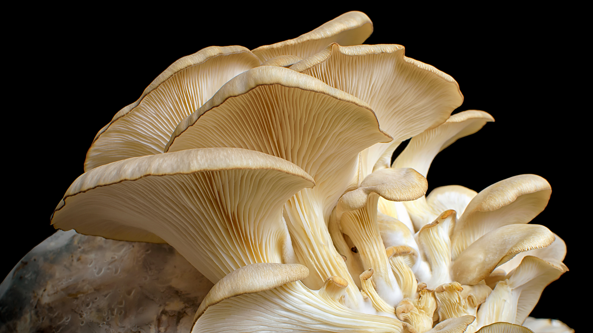 Oyster mushroom, blue oyster mushroom, pink oyster mushroom, mushroom, mushroom harvest, how to harvest a mushroom, how to harvest oyster mushroom, how to harvest an oyster mushroom, harvest oyster mushroom, harvest mushroom, grow mushroom, grow oyster mushroom