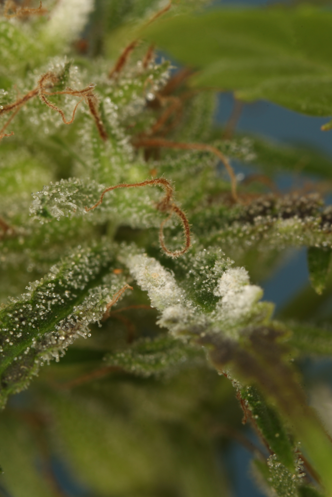 troubleshooting cannabis grow problems, troubleshoot cannabis grow, troubleshoot weed grow, troubleshoot weed growing, how to grow cannabis, how to troubleshoot weed grow, Nutrient Deficiencies, cannabis Pest Infestations, integrated pest management, IPM, weed IPM, grow weed at home, grow cannabis at home