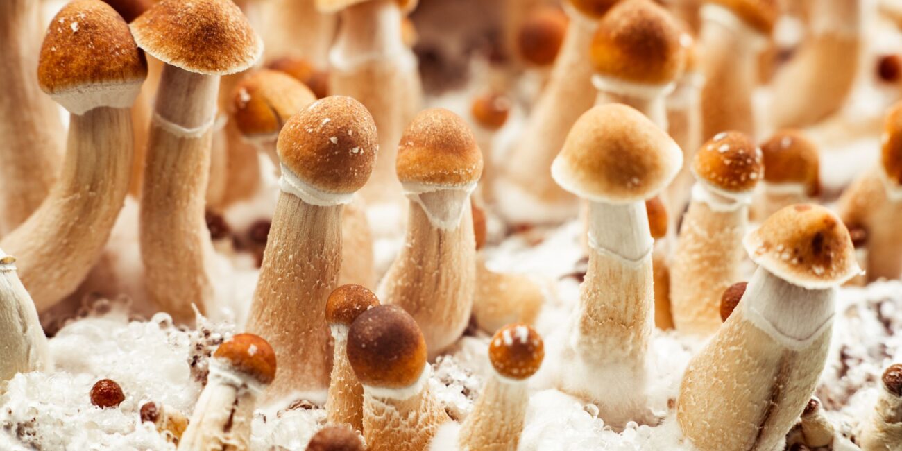 functional mushroom, psychoactive mushroom, entheogenic mushroom, mushroom types, what are the different kinds of mushrooms, mushroom, mushroom types, differences between mushrooms