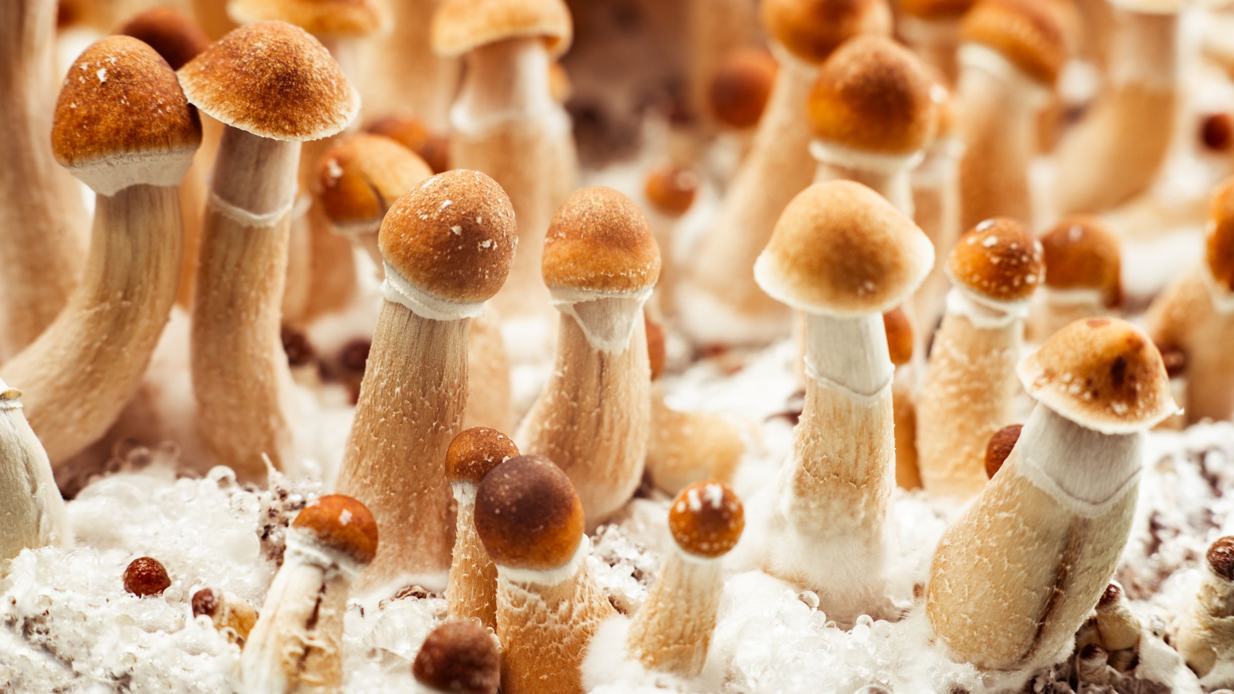 functional mushroom, psychoactive mushroom, entheogenic mushroom, mushroom types, what are the different kinds of mushrooms, mushroom, mushroom types, differences between mushrooms