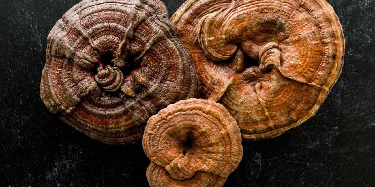 reishi, what are reishi mushrooms, benefits of reishi mushrooms, what is reishi, what are reishi, reishi mushroom, reishi mushrooms, strains of the earth, SOTE Natural remedies