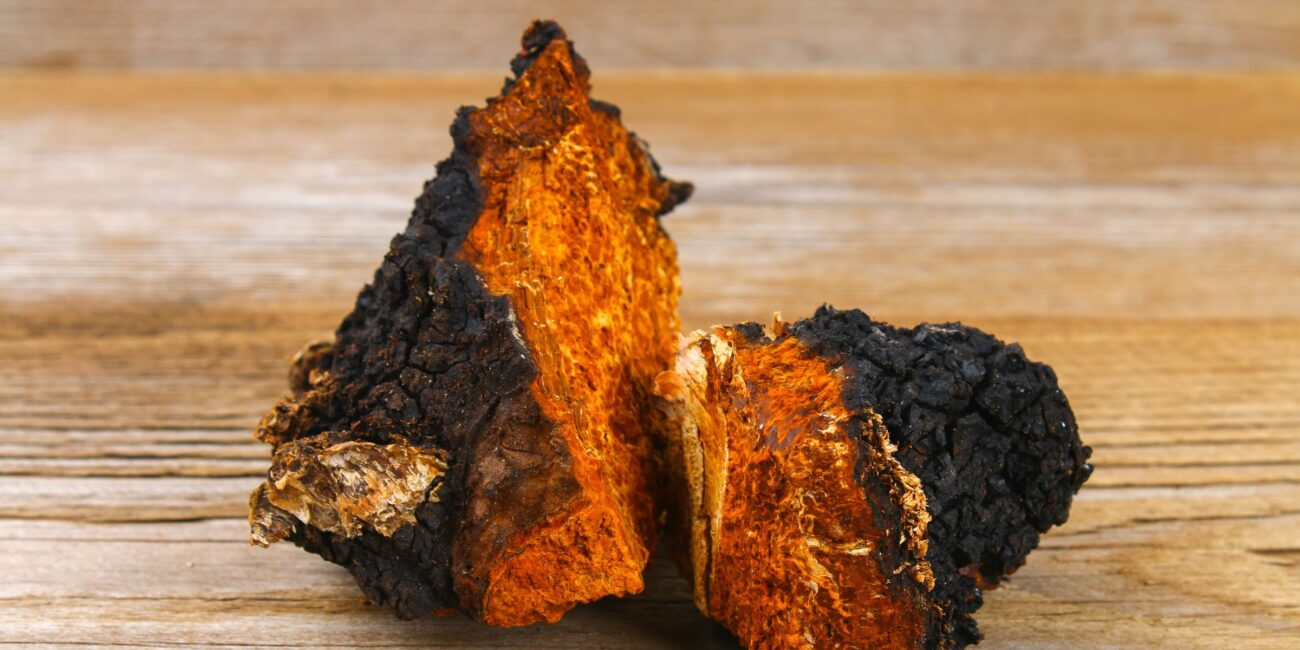 chaga, chaga mushroom, chaga mushrooms, what are chaga mushrooms, what are the benefits of chaga mushrooms, chaga, chaga tea, chaga coffee, strains of the earth chaga